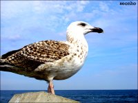 Seagull