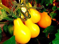 Pear Shaped Tomatoes