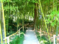 bambus forest