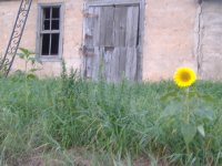 Wild Flower