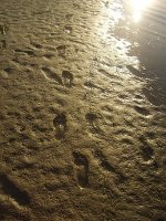 panama city beach footprints