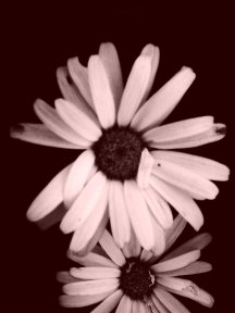 Click to view original image