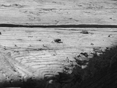 Click to view original image