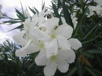 Flowers in the Rain