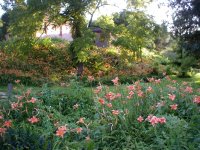 Pathway of lilies