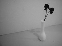 dead roses