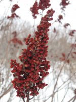 Red Flower in Winter